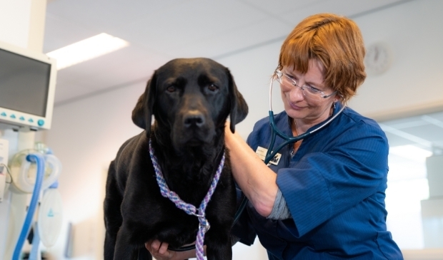 <p> Laura Ruys onderzoekt een Labrador. De kans op herstel is volgens haar groter als het dier snel behandeld kan worden. </p>