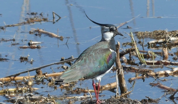<p>Natuur in het Park van Luna.</p>