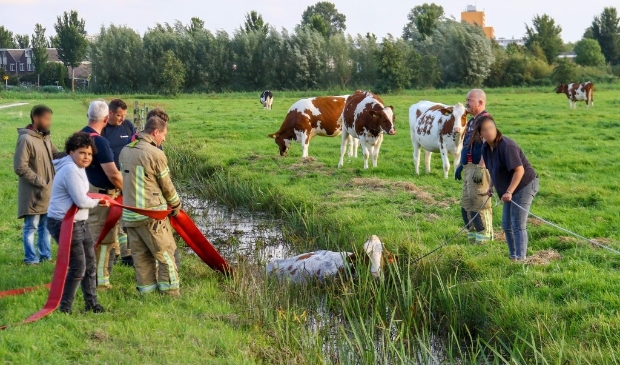 Koe belandt bij stoeipartij in de sloot.