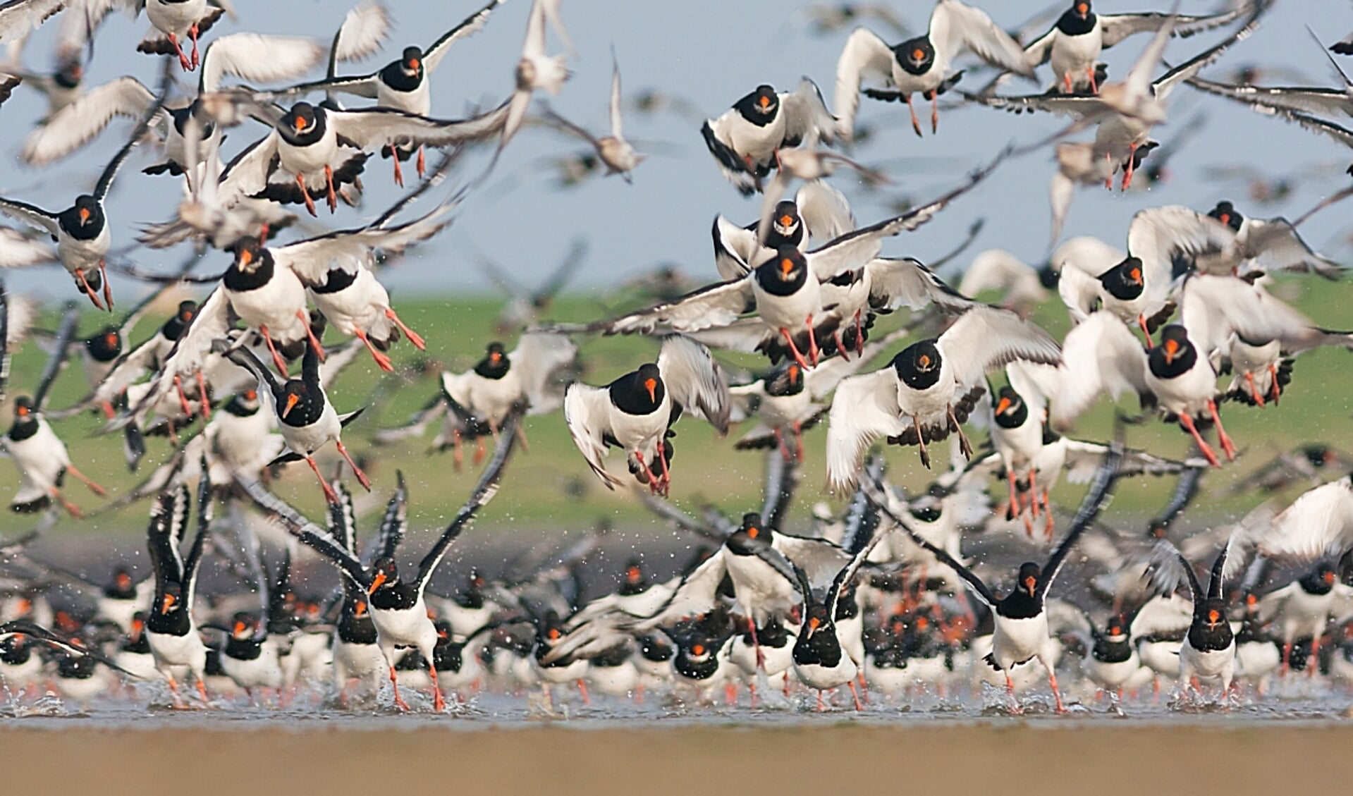 Het is heel belangrijk om vogels niet onnodig te verstoren.