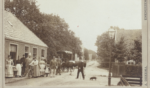 <p>Een stier, deze wordt vastgehouden door de bulloper. De foto is gemaakt in Venhuizen rond 1900. </p>