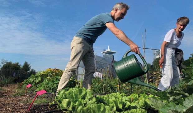 <p>Leer de kunst van het moestuinieren. </p>