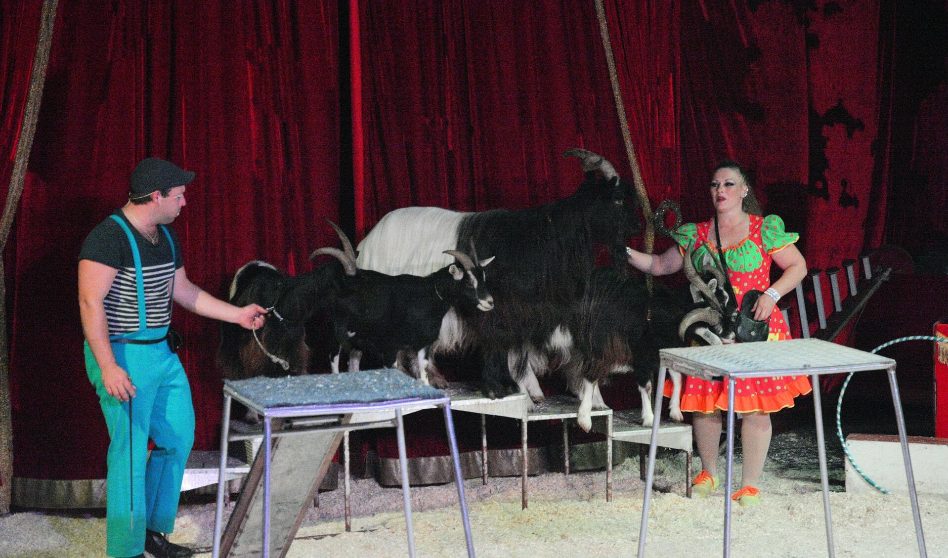 Boerderijdieren stelen de show bij Circus Barani.