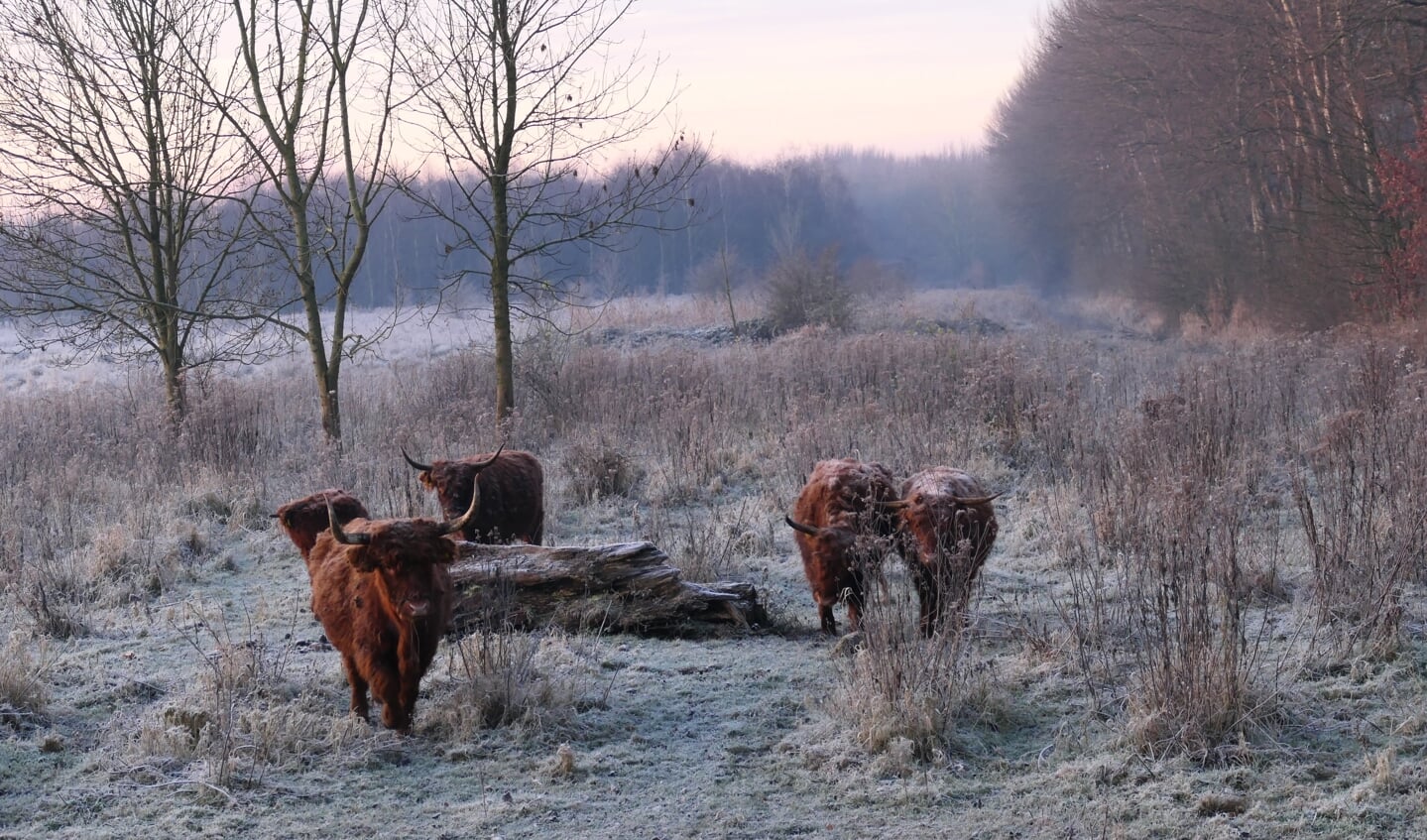 Winters plaatje in de Broekpolder.