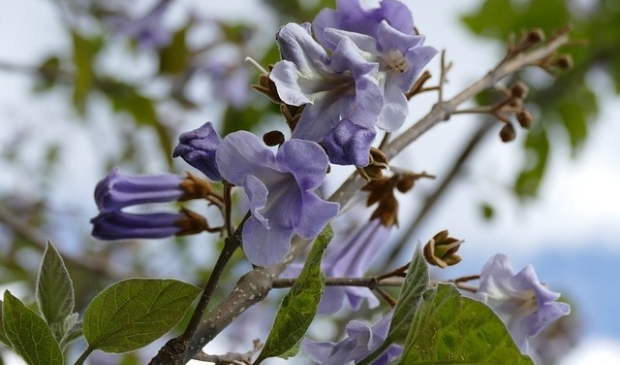 Bloeiende Keizersboom.