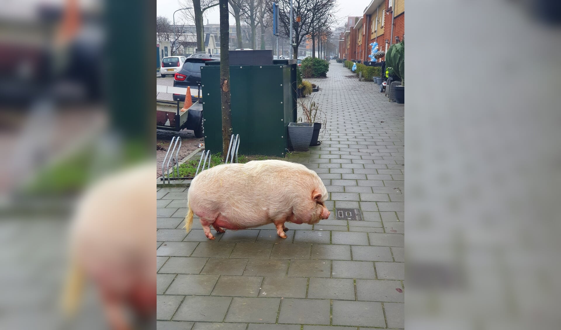 Spekkie óf Bacon wandelt vrolijk door Haarlem-Oost.