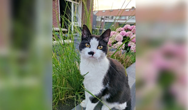 <p>Wie heeft Poes Brum gezien?</p>