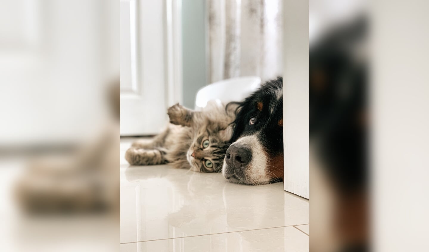 Partij voor de Dieren zamelt diervoeding in op dierendag.