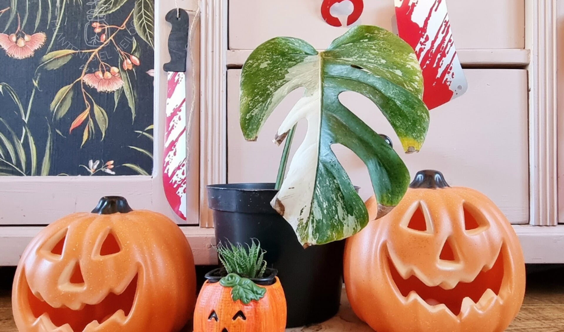 Met Halloween in aantocht is het favoriete seizoen aangebroken voor Plantenasiel Heiloo.