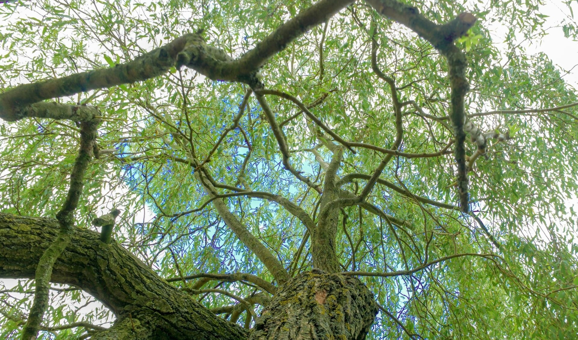 Welke opvallende boomsoorten zijn in het natuurpark in Blokker te vinden?
