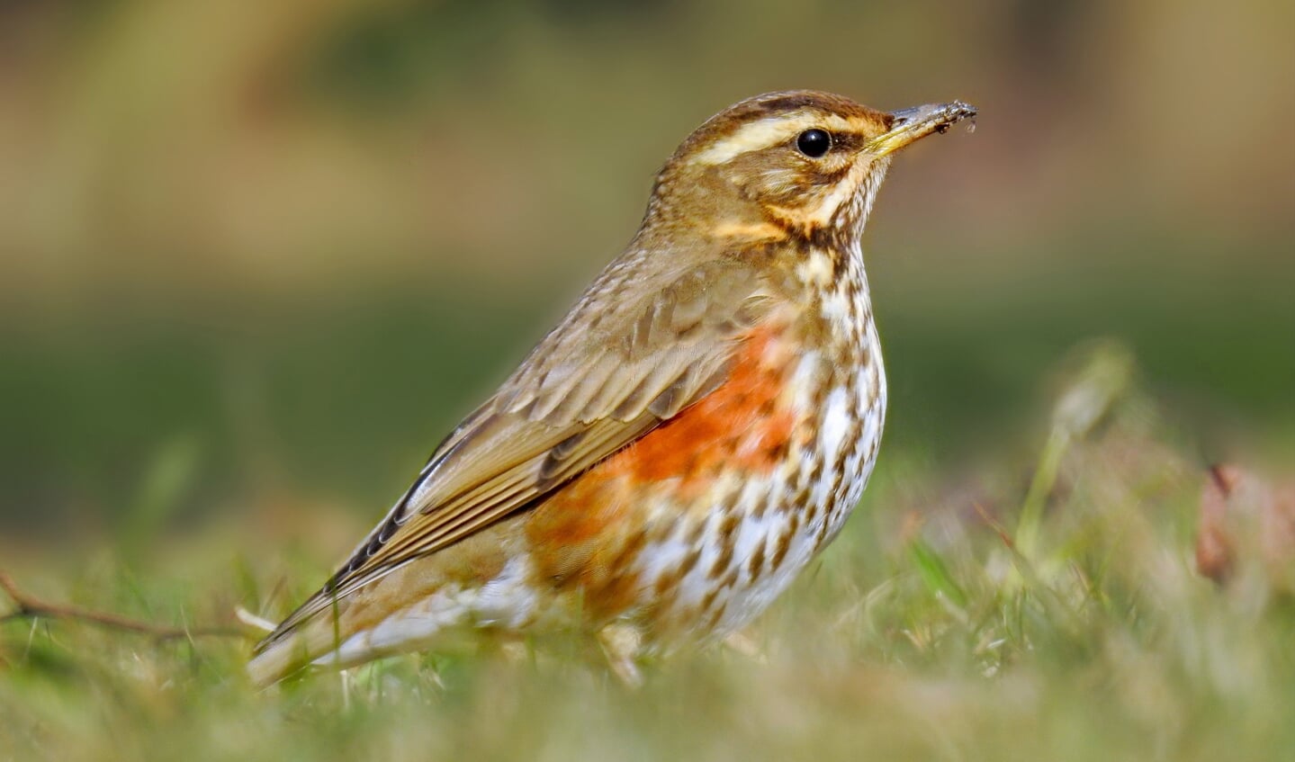 Hoe help jij vogels de winter te overleven? 3 tips!