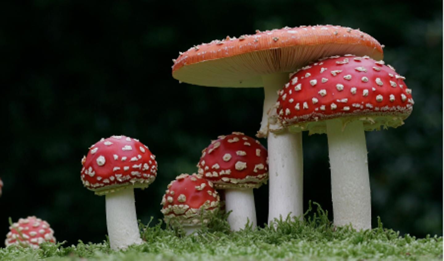 Schoonheid in de natuur.