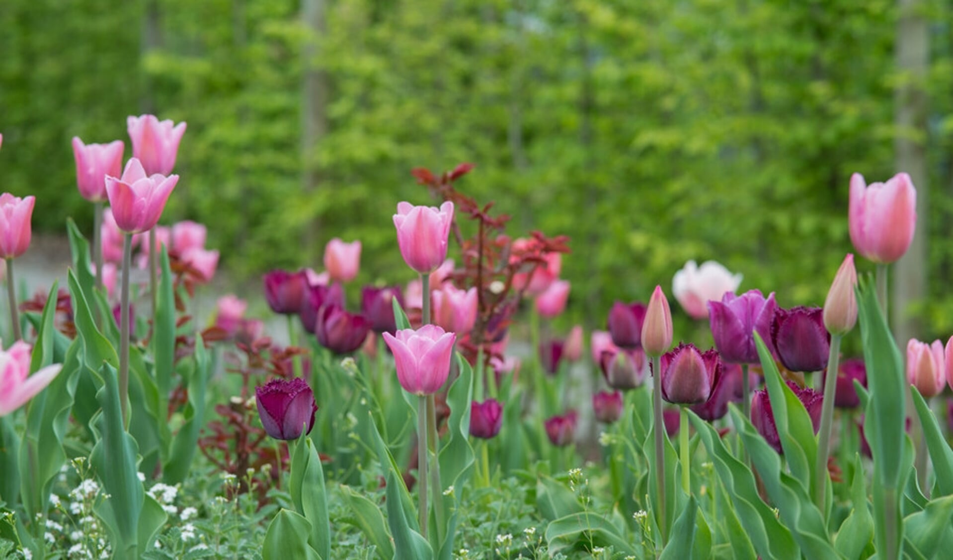 Of je nu houdt van tulpen of hyacinten: in het najaar creëer je de mooiste lentetuin. 