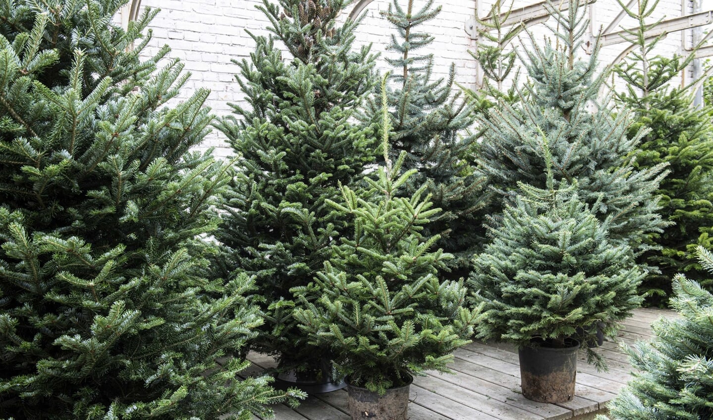 Bij Intratuin is er dit jaar weer een ruimte keuze uit verschillende kerstbomen.