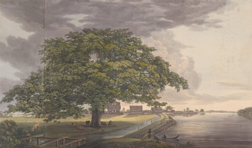 Louise van Panhuys, Grote boom aan de Commewijne met zicht op plantage Alkmaar, 1812.