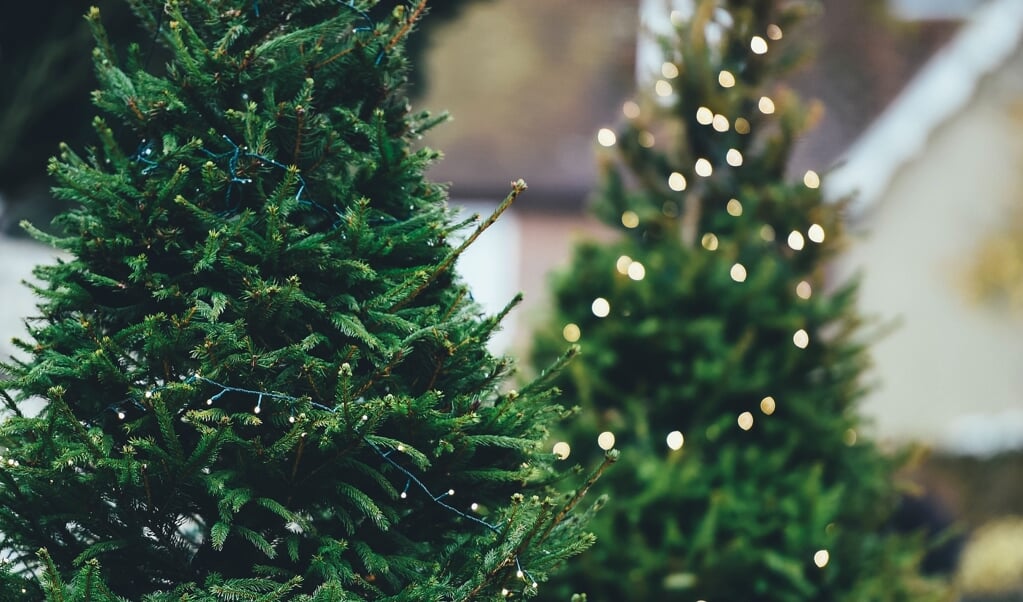 Waar vind je de mooiste kerstbomen van Dijk en Waard?