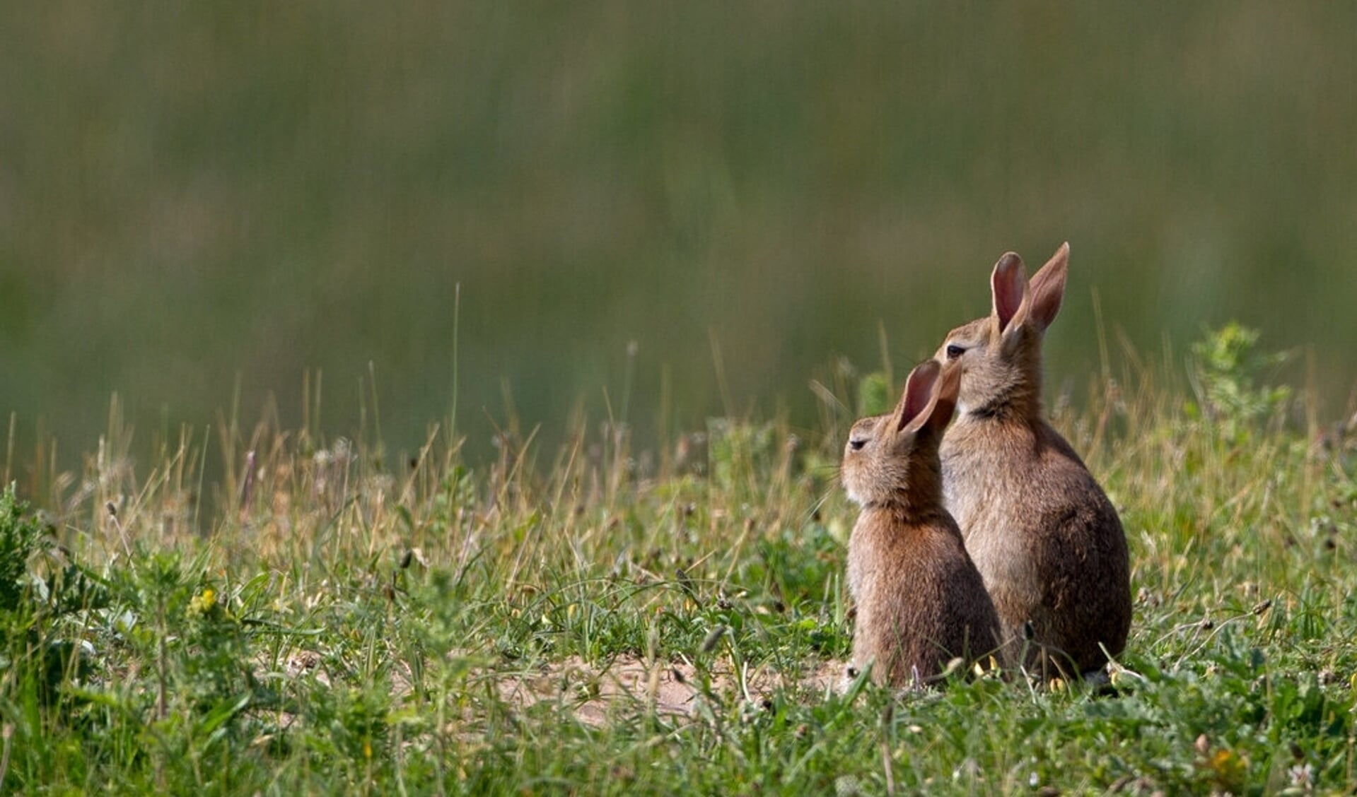 In korte tijd is de konijnenpopulatie in het duingebied gedecimeerd.