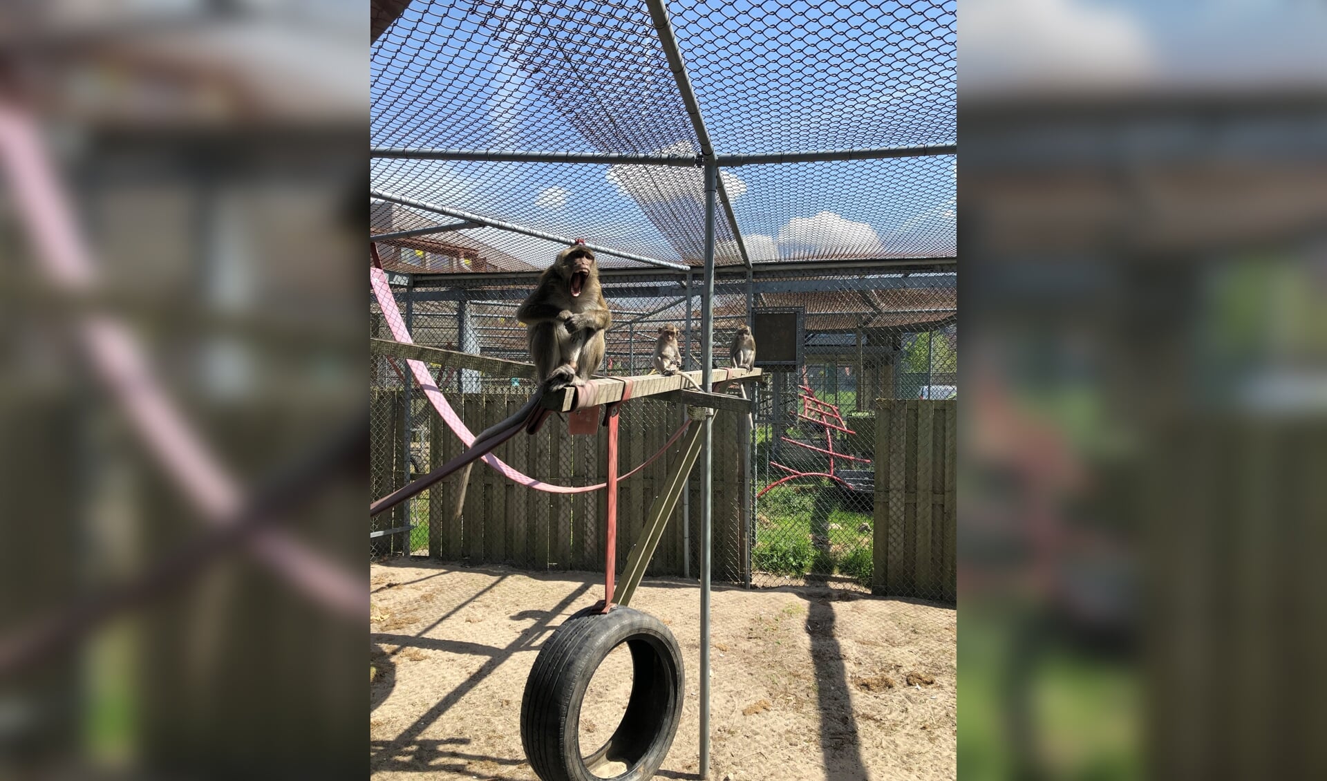 Een geeuwende aap in het buitenverblijf van het BPRC.