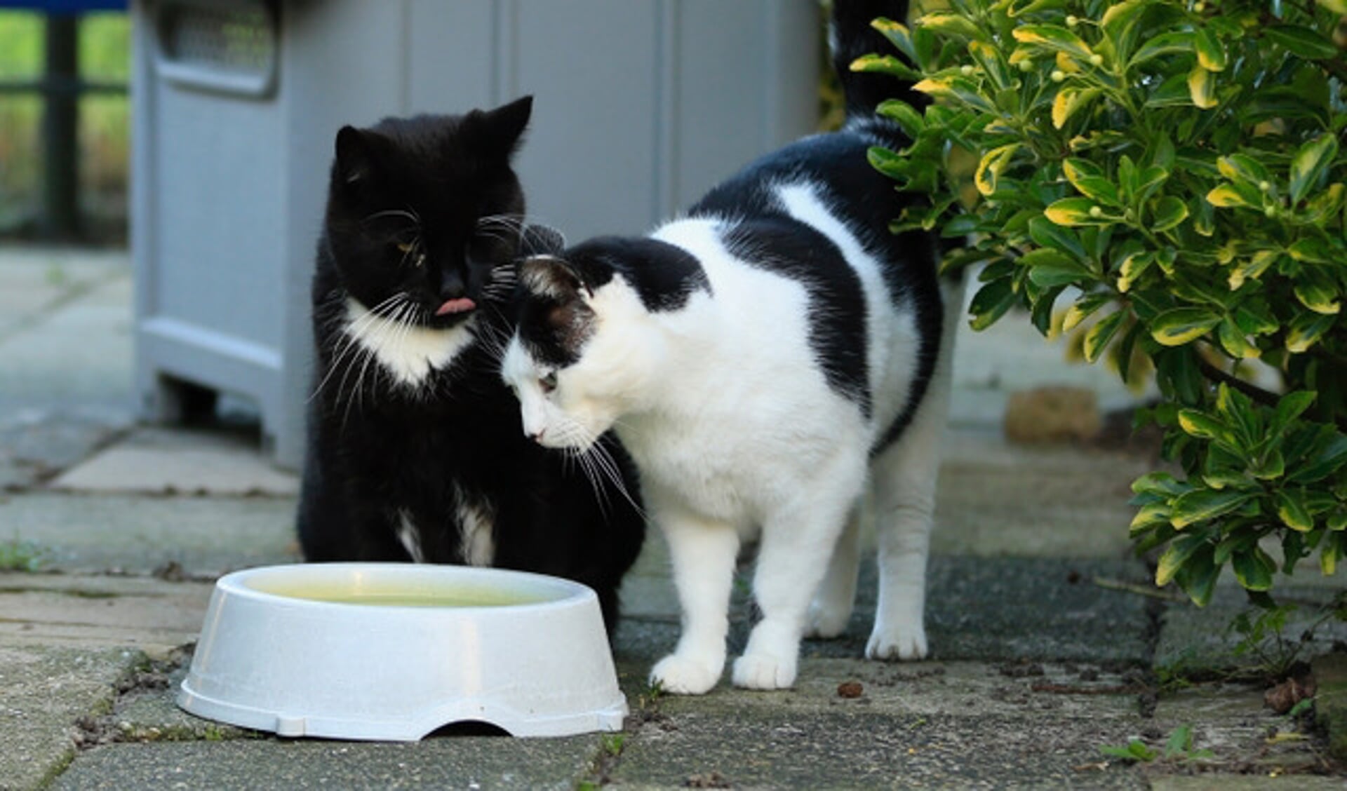 Katten Kieko en Bjorn kunnen nu nog rustig buitenspelen, maar tijdens de jaarwisseling verstoppen ze zich.