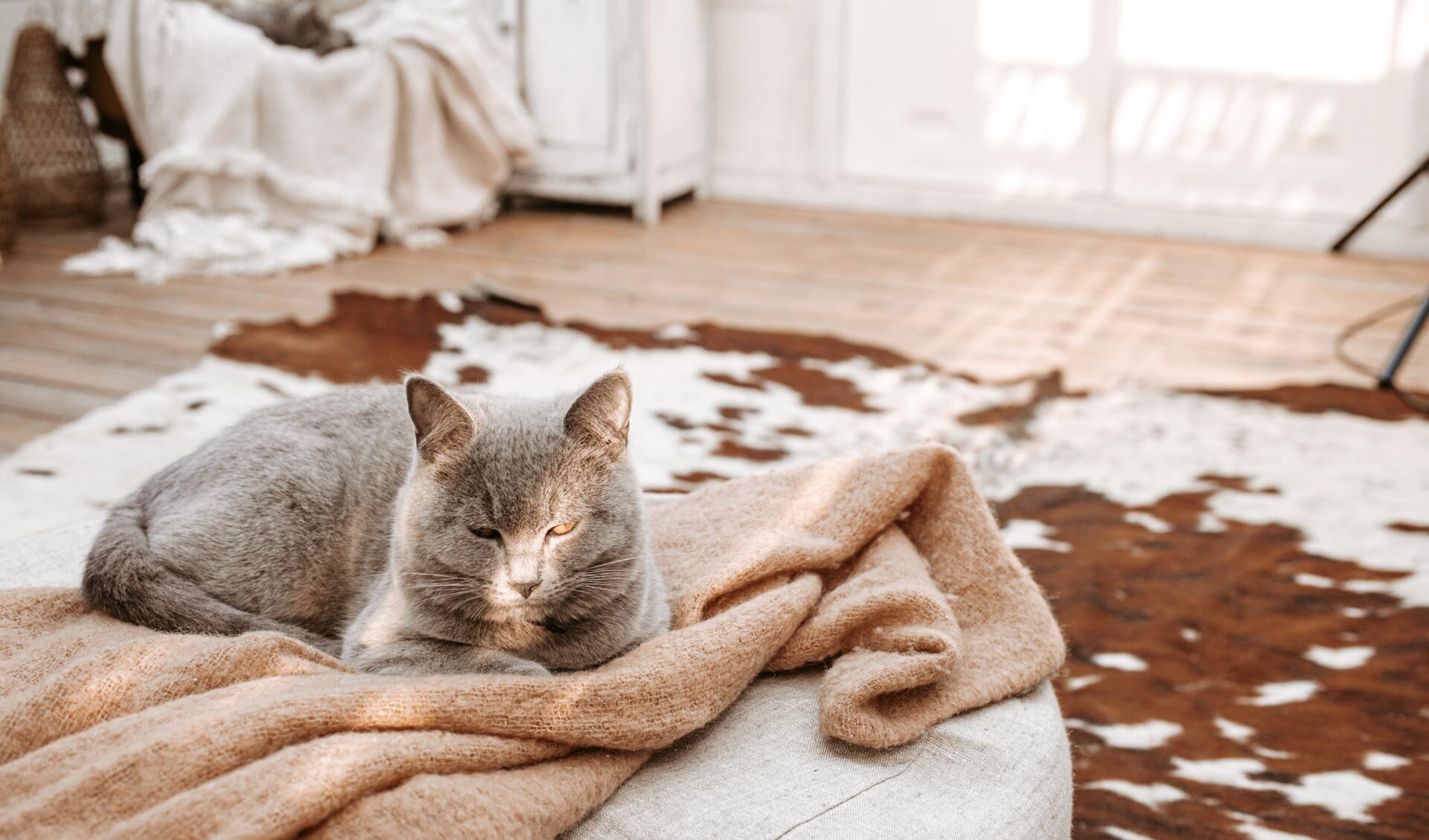 Met deze tips blijven je meubels mooi én voelt je kat zich bij je thuis. 