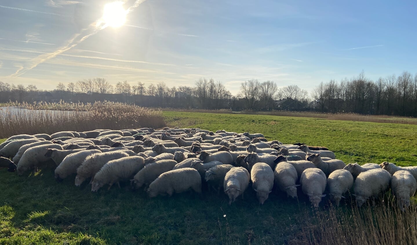 Schaapskudde in de polder.