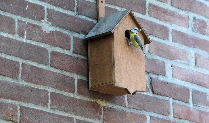 Nestkastjes maken om de vogels te helpen; dit kan in de Bolder. 