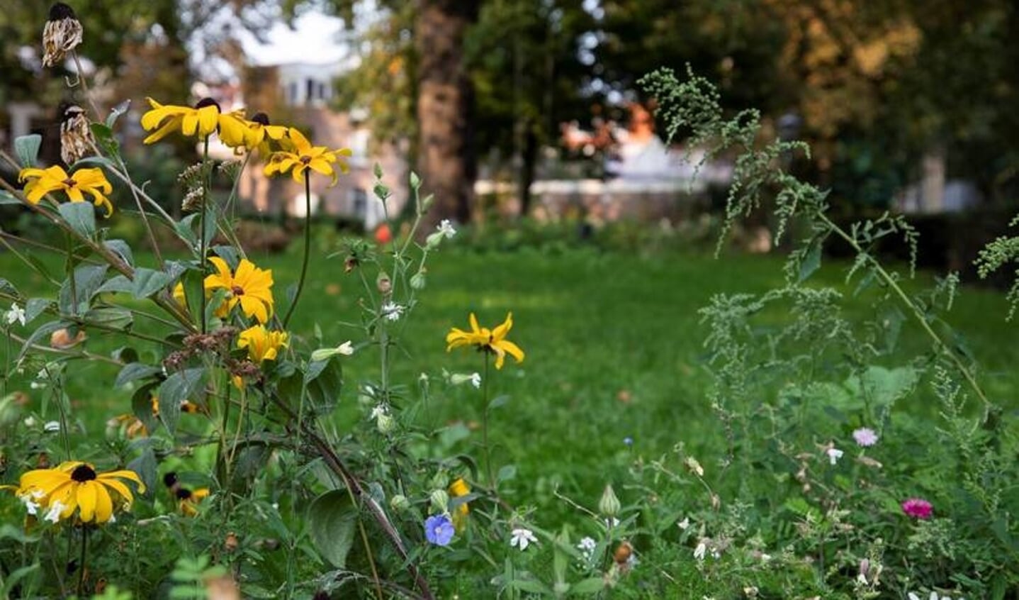 200.000 euro voor meer groen in de wijk.