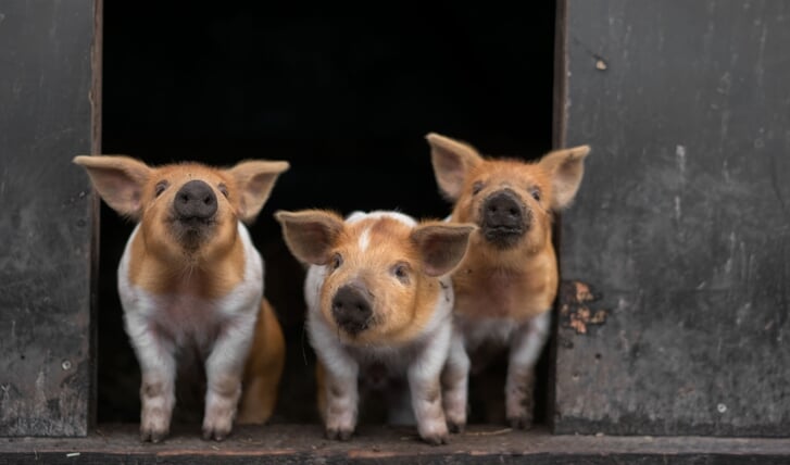 De roodbonte Husumer varkens zijn een heel aaibaar ras.