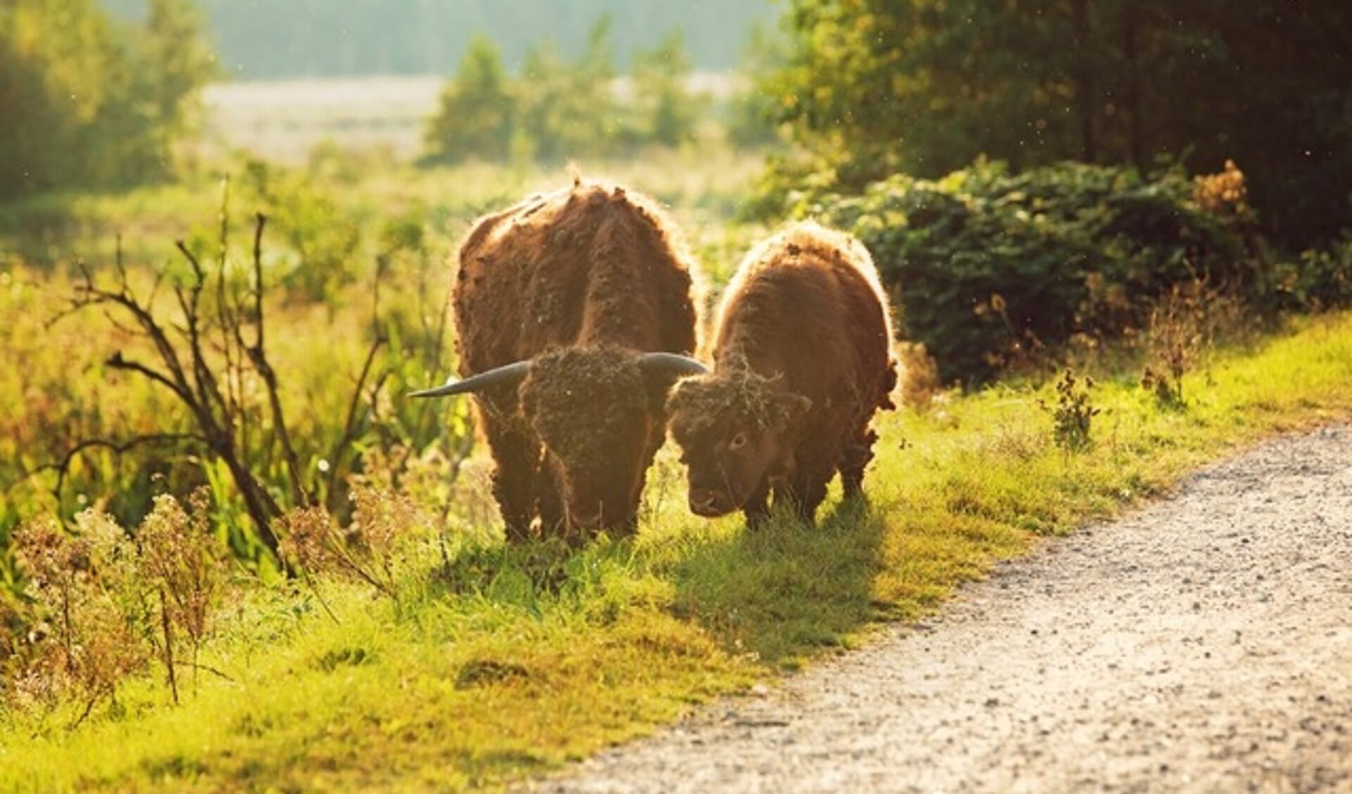 In de Vlaardingse Broekpolder loopt een grote kudde Schotse Hooglanders.