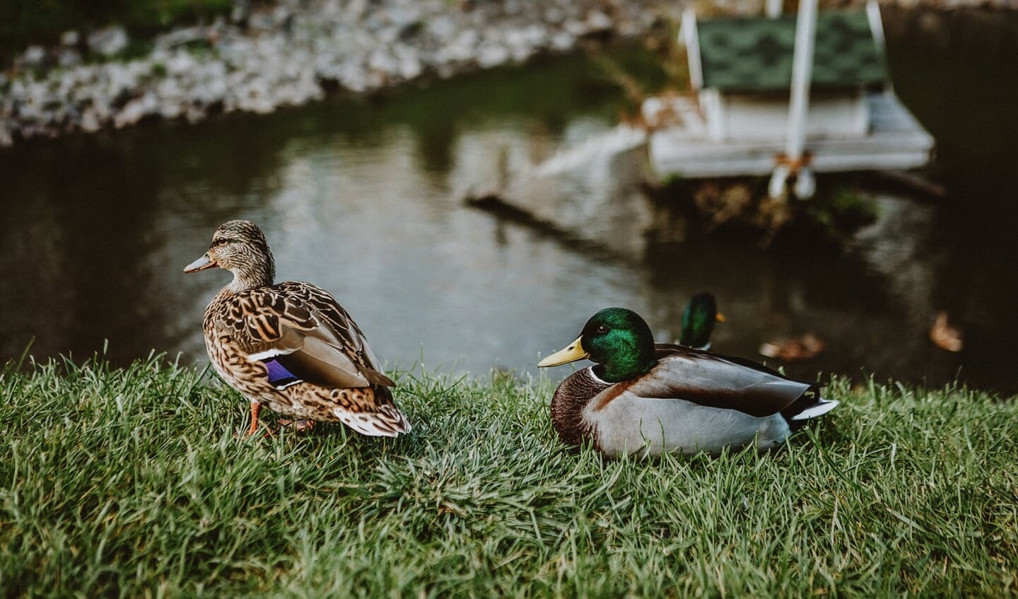 Door hoge beschoeiingen kunnen dieren moeilijk uit het water komen.