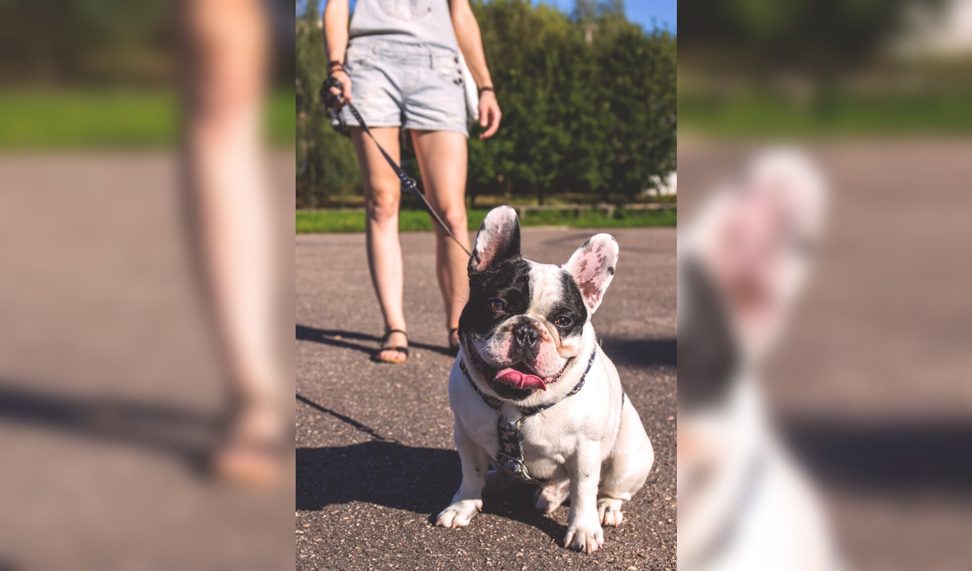 Franse bulldog aan de lijn