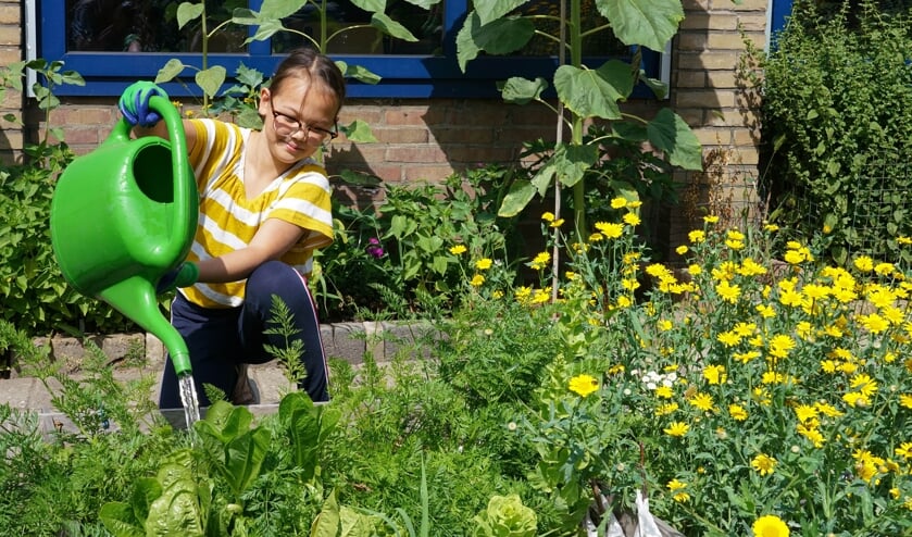Hortus Alkmaar pleit voor een groene tuin.