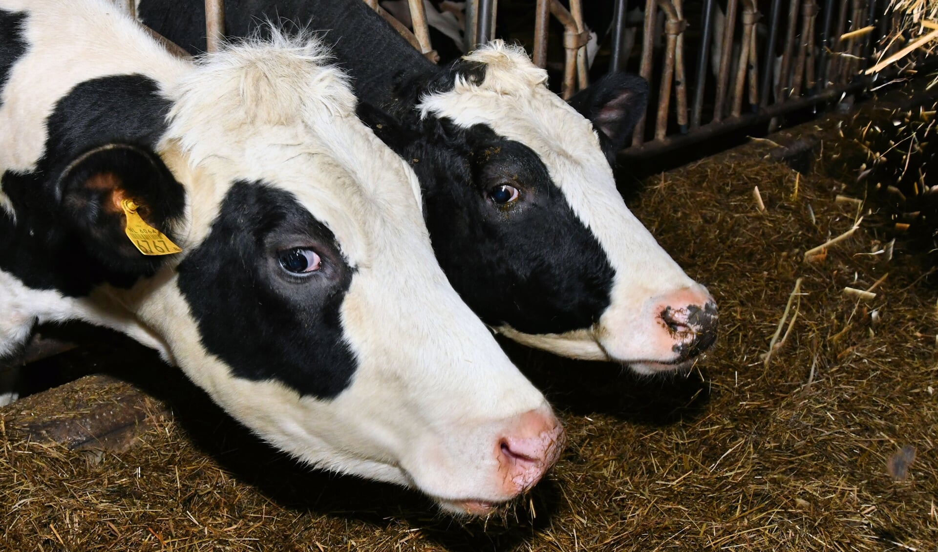 De koeien van boer Johan Bax uit Westzaan geven 'loei-lekkere' melk!