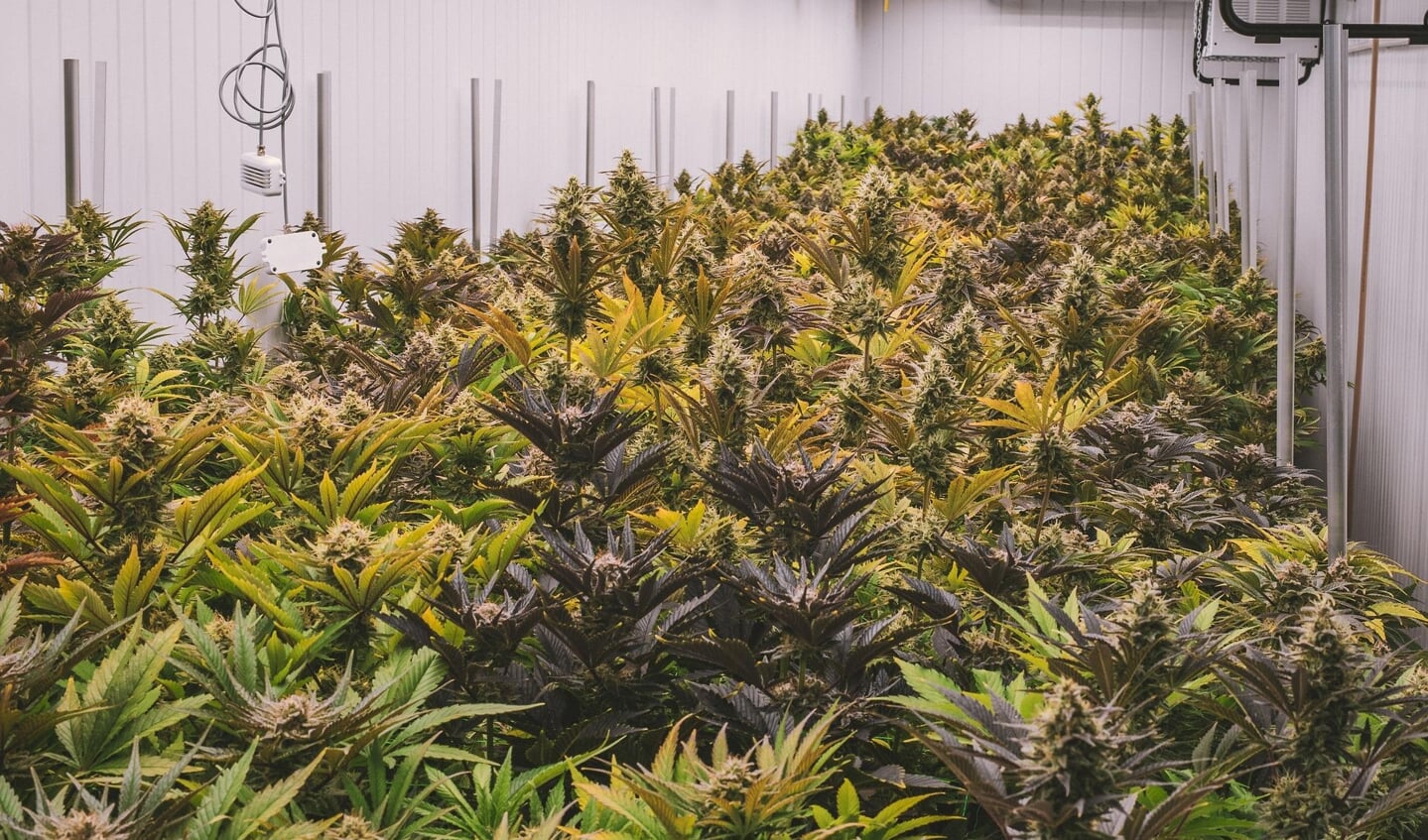 Op 23 maart werden bij een inval door het HEIT goederen aangetroffen voor de illegale hennepteelt in de Rijswijkse winkel. (Stockfoto ter illustratie.)