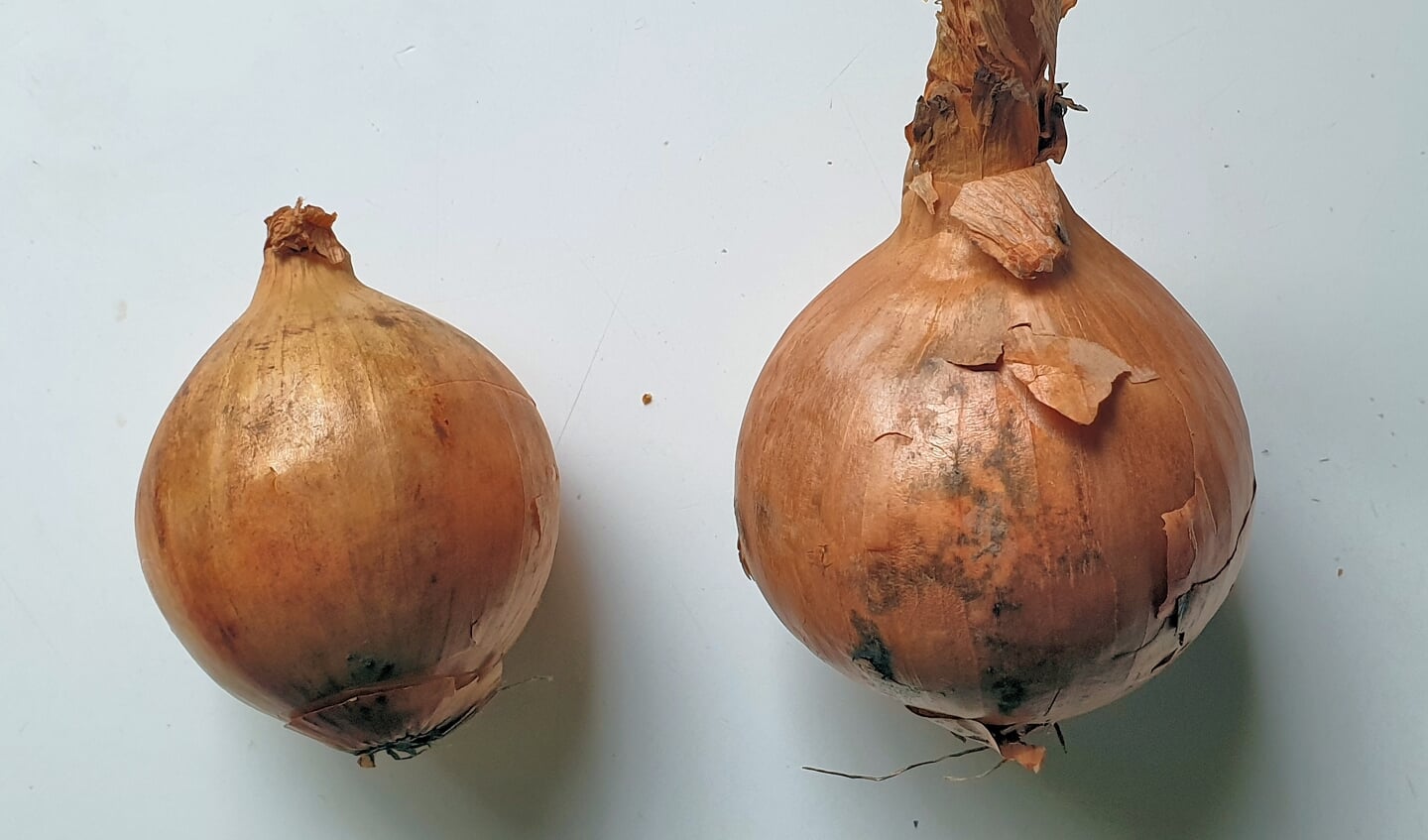 Links de supermarkt ui, rechts de Buurderij ui. (Er werd gelijk bij gezegd dat het spruiten niet hoort, maar op het moment van de foto maken was de nieuwe aanvoer nog niet binnen. Zo worden ze normaal niet verkocht)  