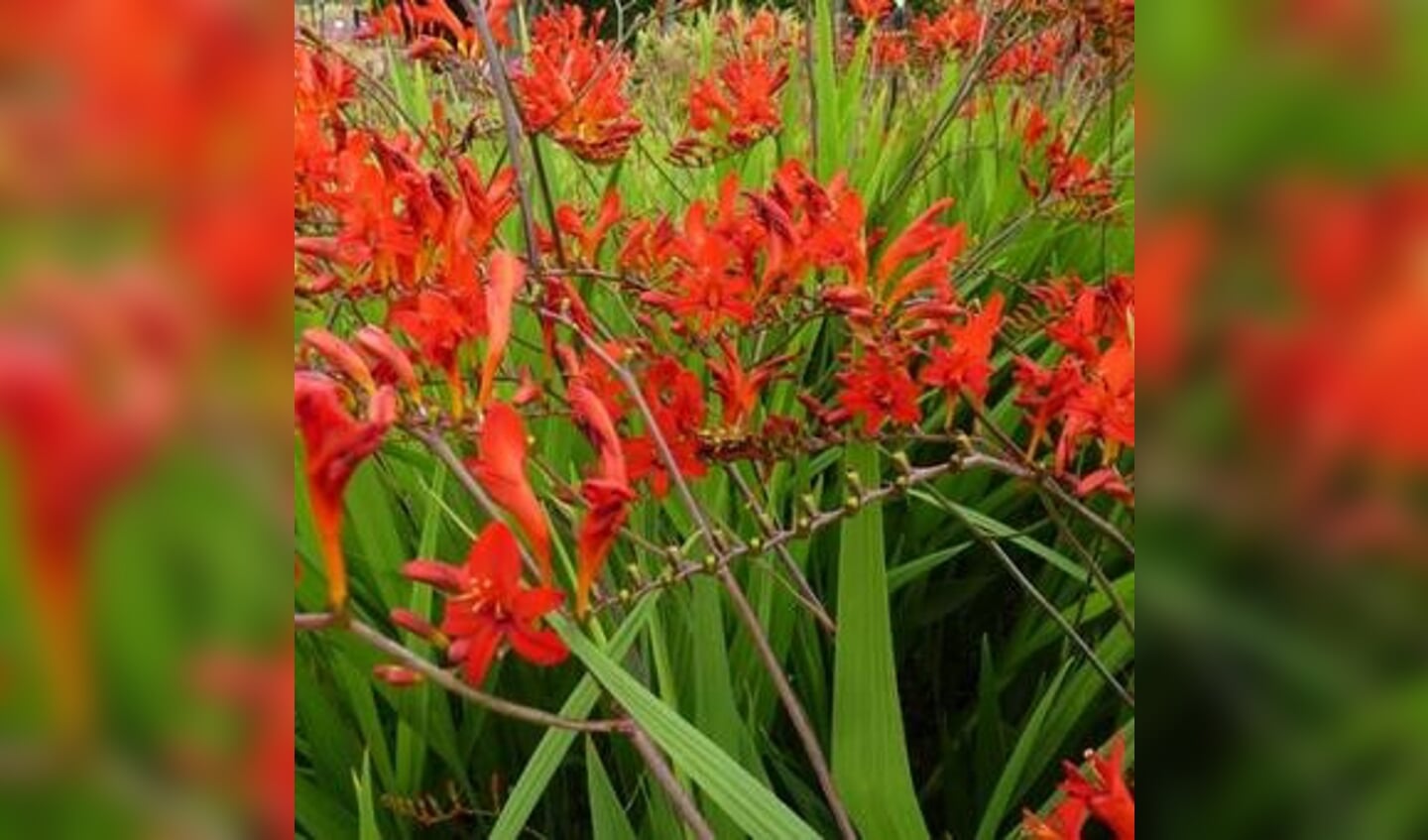 Ook deze Montbretia is in de aanbieding.