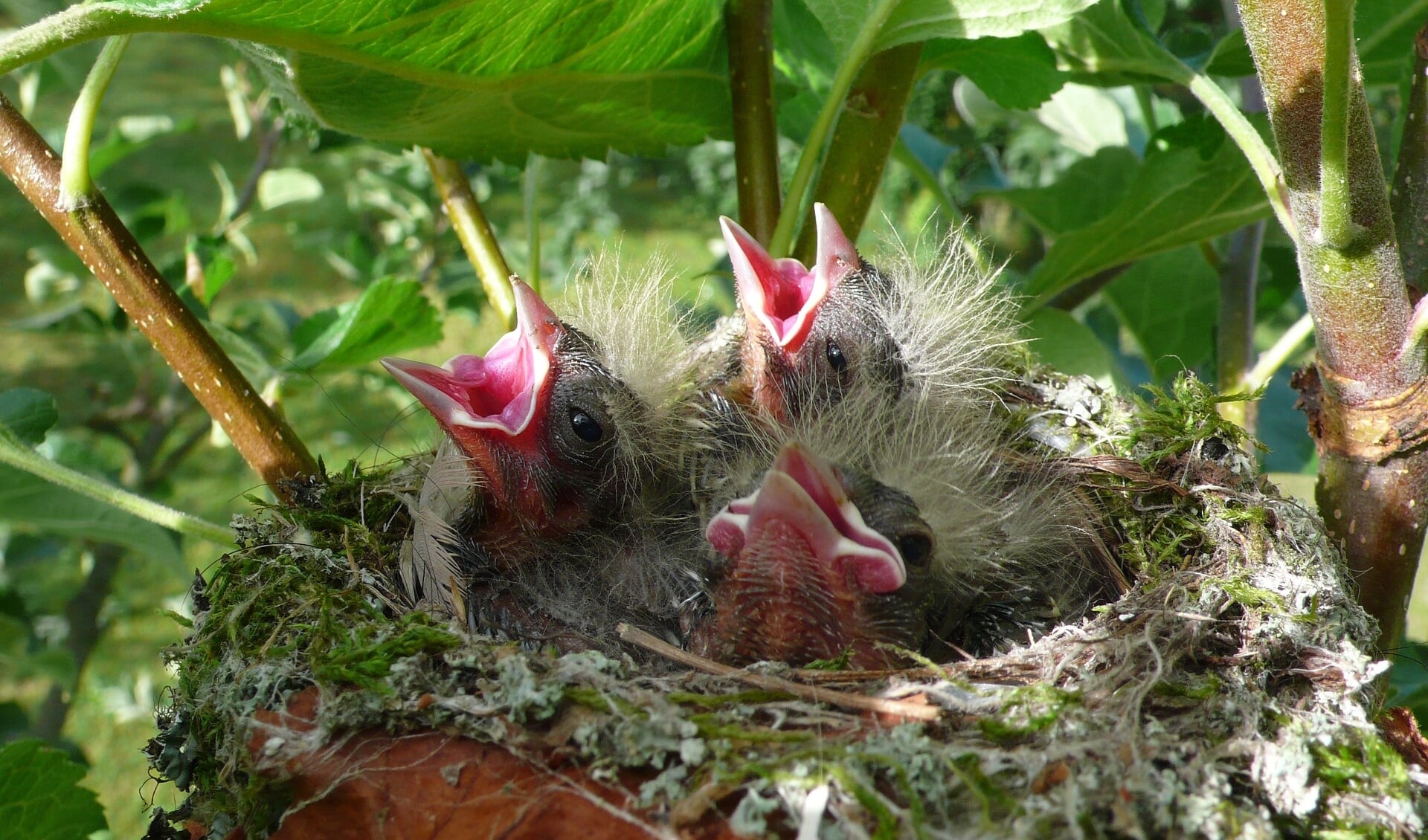 De vogeltjes lijken hulpeloos, maar schijn bedriegt.