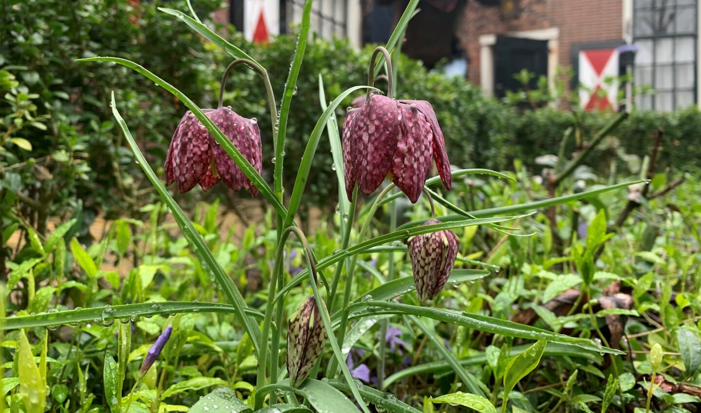 Kievitsbloem in Bruiningshofje.