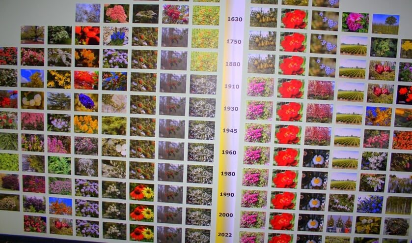Overzichtswand in het Boomkwekerijmuseum met gewassen tussen 1222 en 2022.