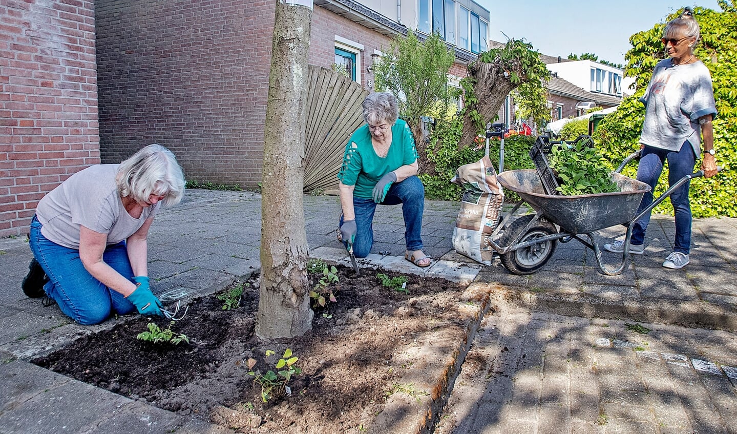 Buurtbewoners Sita, Coby en Marijke in actie tijdens de vergroening van het Belle van Zuyleplein.