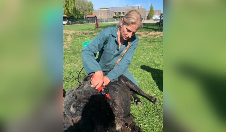 Pauline van der Gaag-Vreugdenhil scheert de schapen van De Kreek.