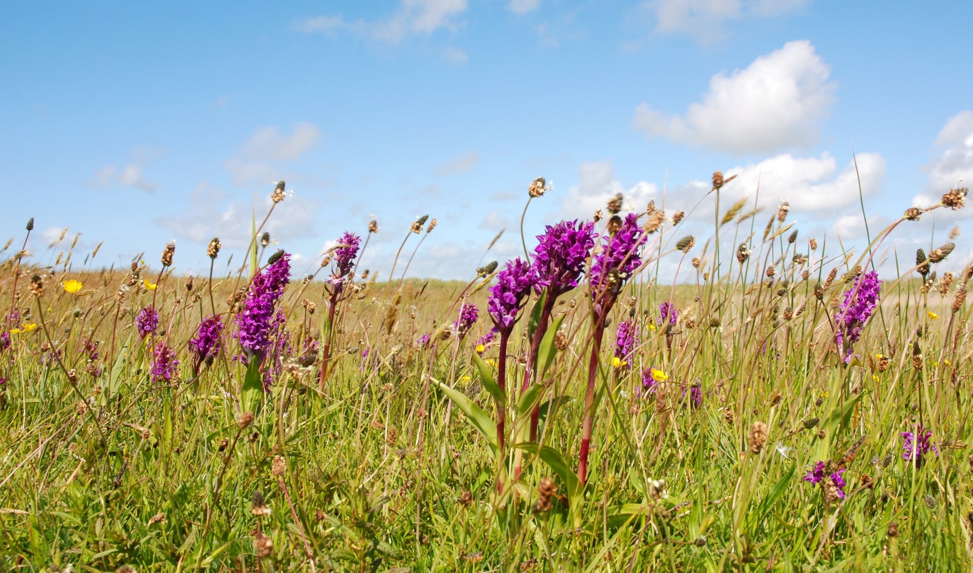 Er zijn in het voorjaar wel tien soorten orchideeën te ontdekken in het gebied.
