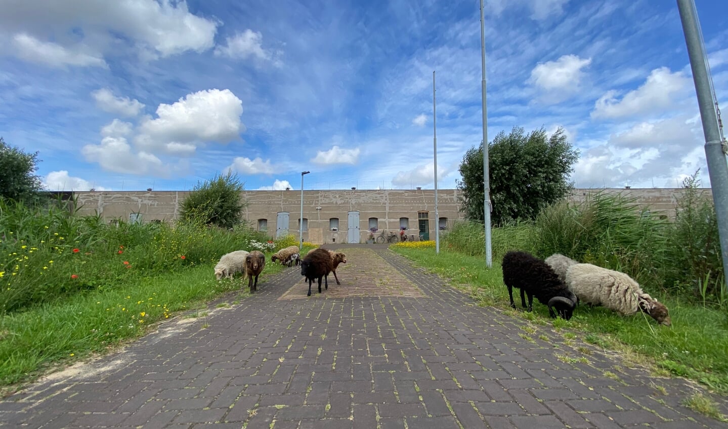 Luister naar de verhalen over de schapen bij het fort.