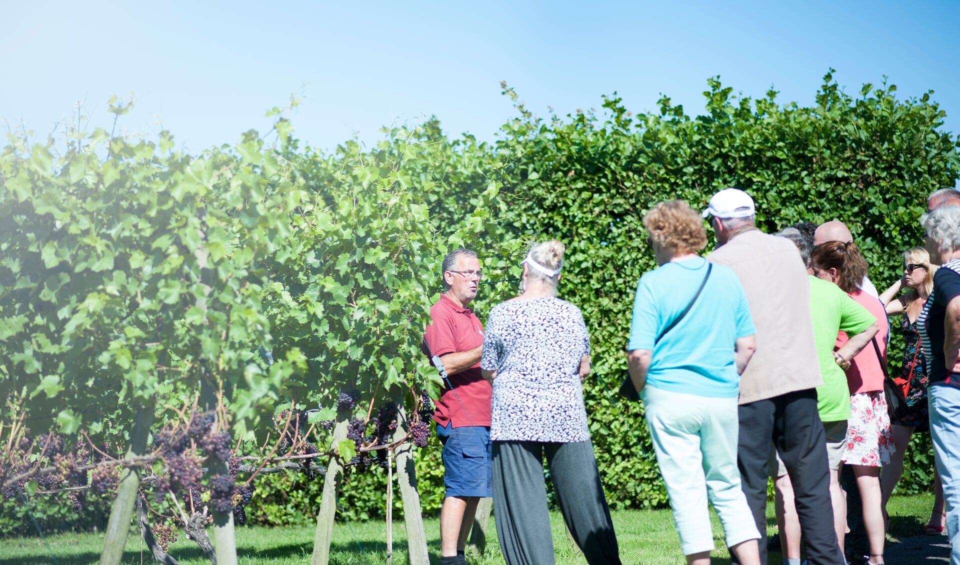 In juli en augustus is er elke woensdag een rondleiding door de wijngaard en de wijnmakerij van Wijndomein de Koen.