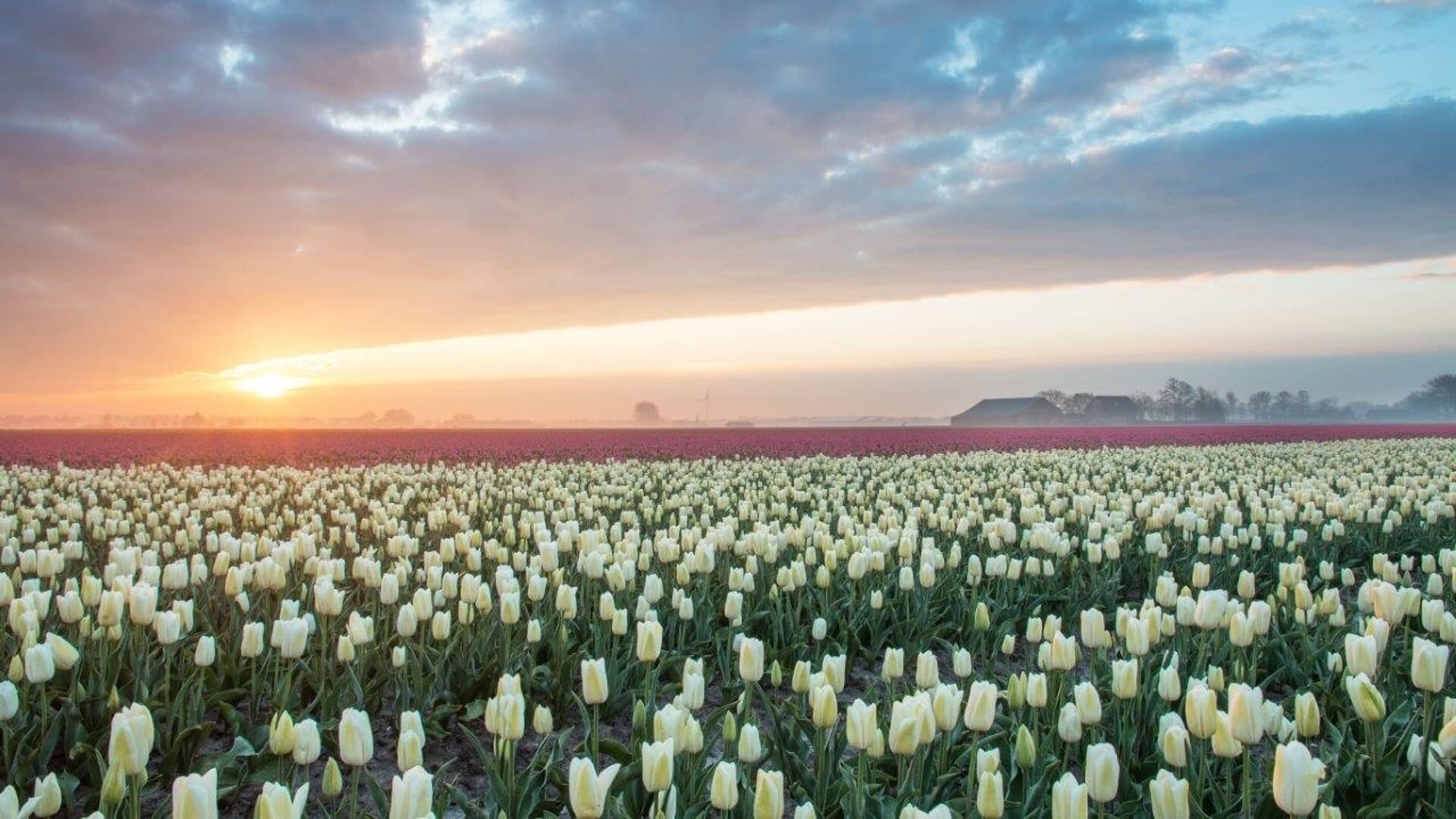 Tulpenveld in Westfriesland.