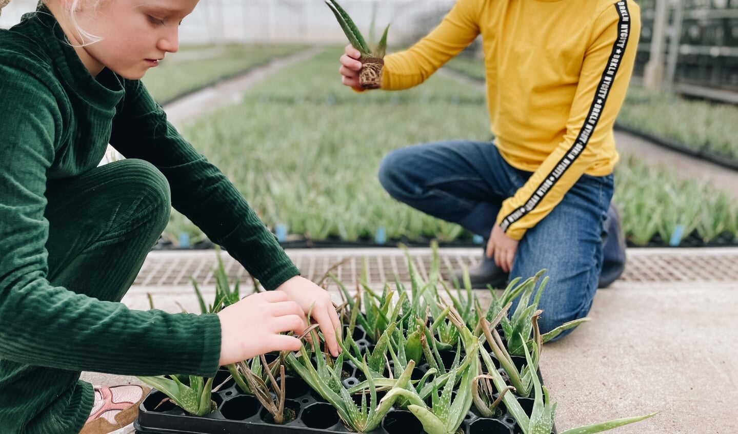 Tijdens de excursie kunnen kinderen zelf zien hoe een plant groeit en hoe zij gel uit de plant kunnen halen.