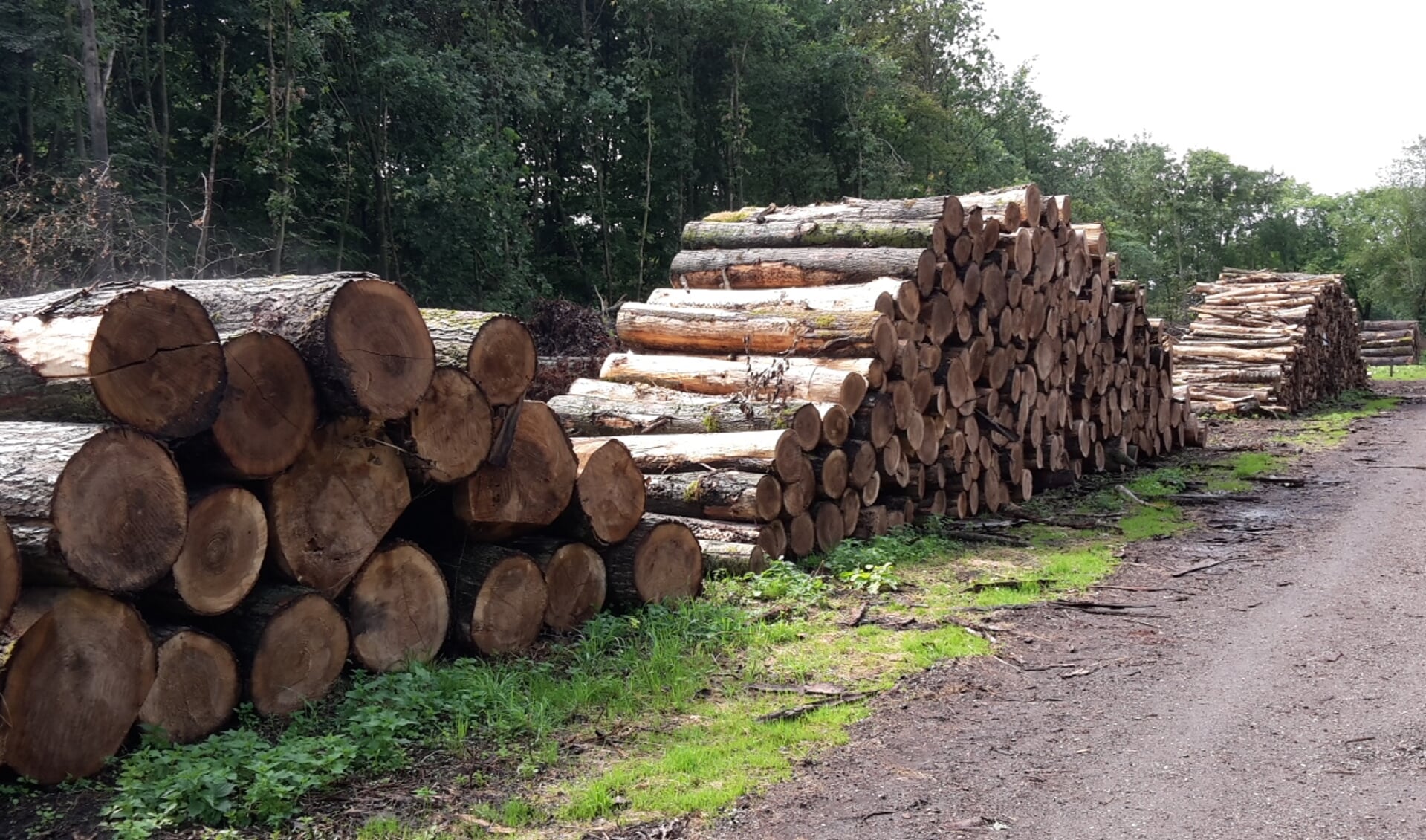 Nadat de houtoogst heeft plaats gevonden worden de boomstammen opgestapeld in afwachting van transport naar de zagerijen.
