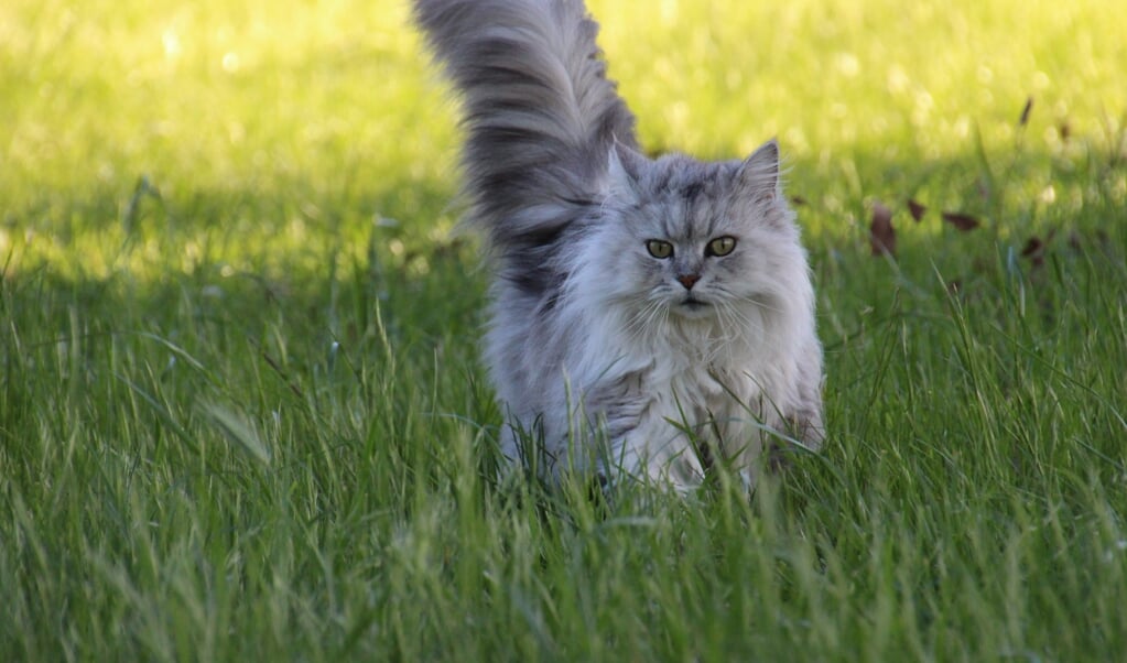 Wat kun je doen tegen kattenpoep in je tuin? | het nieuws uit Den Helder