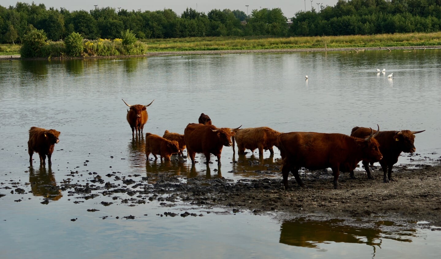 Schotse Hooglanders kunnen heerlijk afkoelen.