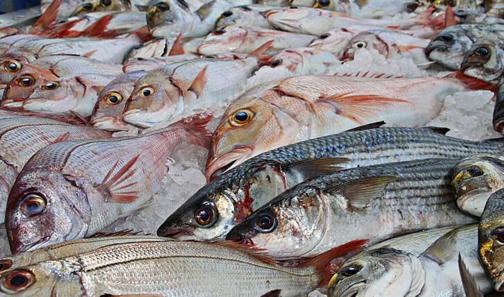 Vis wordt verkocht bij de visafslag tijdens de Monnickerdammer Visdagen.